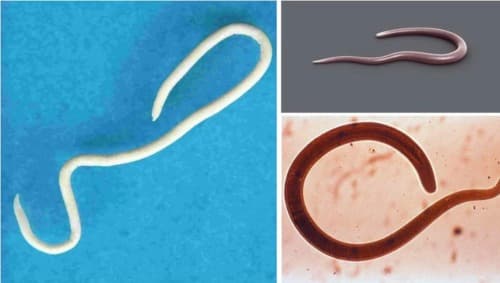 Colon Detox donde lo venden