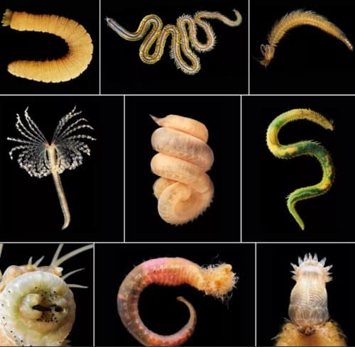 Colon Detox es bueno o malo